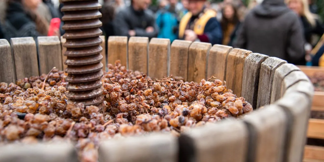 Trentino, spring brings back the wine “divin Nosiola”