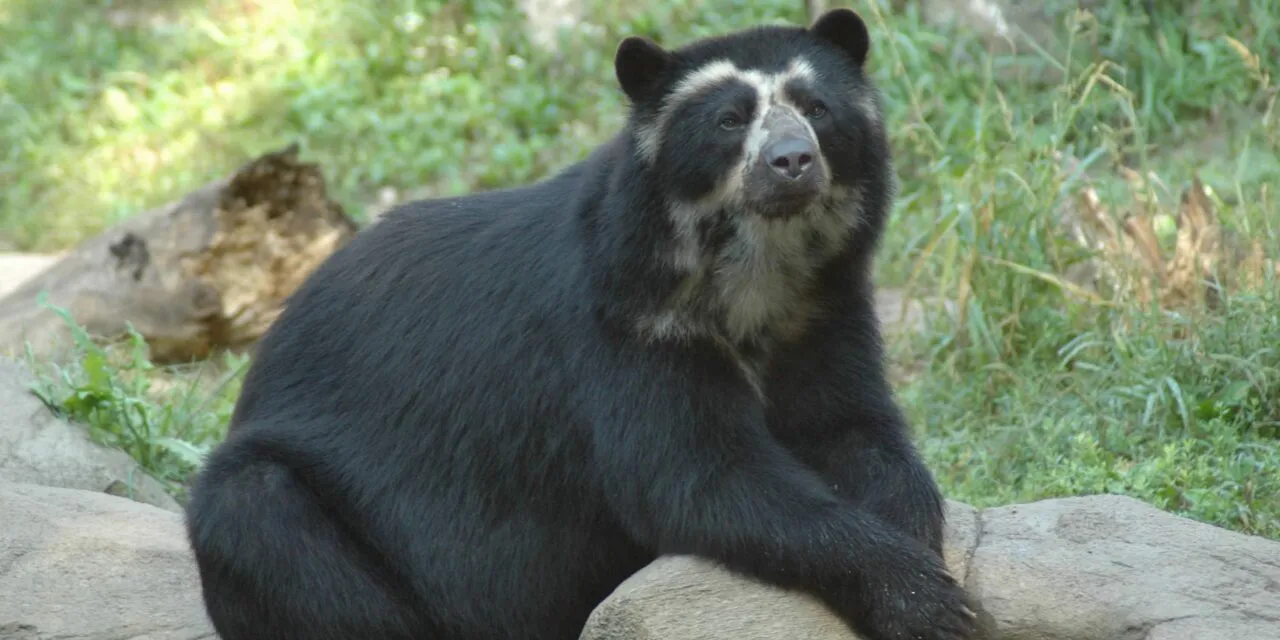 Bahia, Italy’s last Andean bear, has died. She lived with her partner in the Parco Natura Viva park in Bussolengo