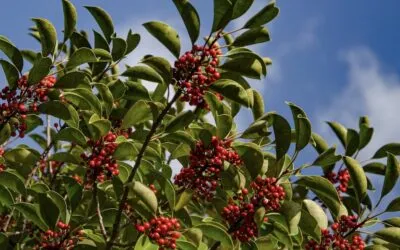 Veronese Cherry receives territorial branding: Coldiretti aims for IGP recognition for the red gem of our hills