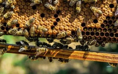 Adopting a beehive to protect biodiversity. Now the boxes of 3Bee land in Verona