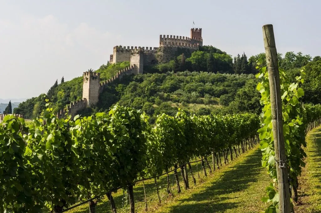 grape harvest