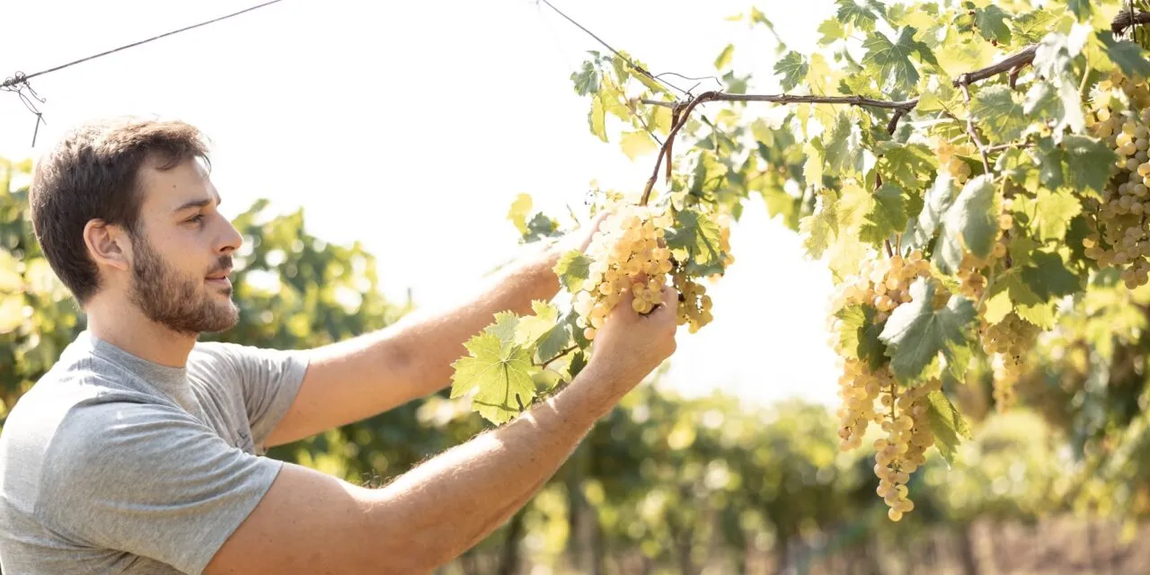 Six world gold medals for the heroic wines of the Ca’ Rugate family