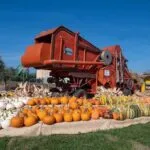 The largest pumpkin (entertainment) field in the Veneto region is in the province of verona