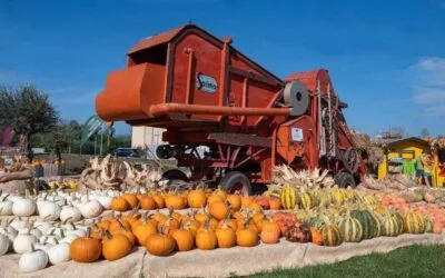 The largest pumpkin (entertainment) field in the Veneto region is in the province of verona