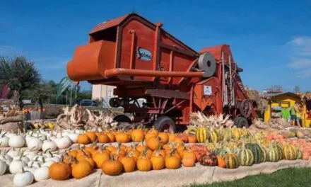 The largest pumpkin (entertainment) field in the Veneto region is in the province of verona