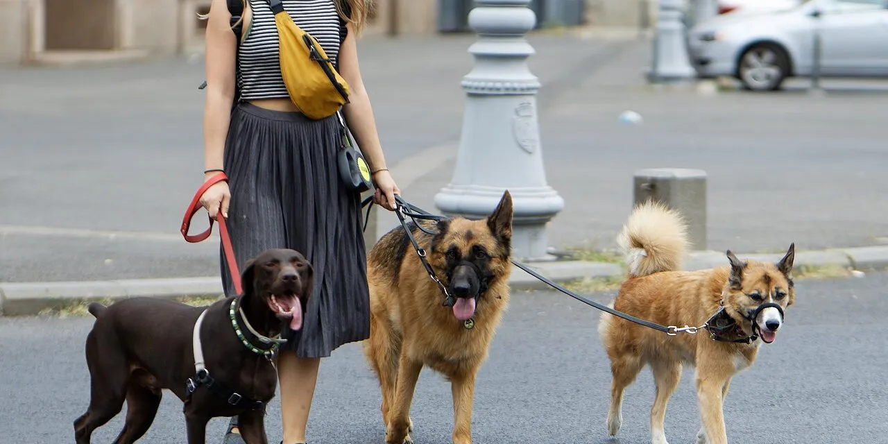 Verona welcomes dogs to its museums: a guide for visitors