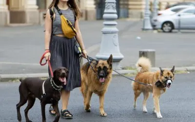 Verona welcomes dogs to its museums: a guide for visitors