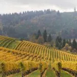 ROCO winery expands with the acquisition of Marsh Estate in Oregon