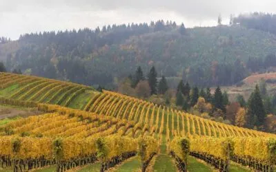 ROCO winery expands with the acquisition of Marsh Estate in Oregon