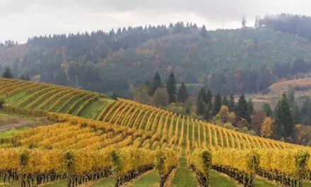 ROCO winery expands with the acquisition of Marsh Estate in Oregon