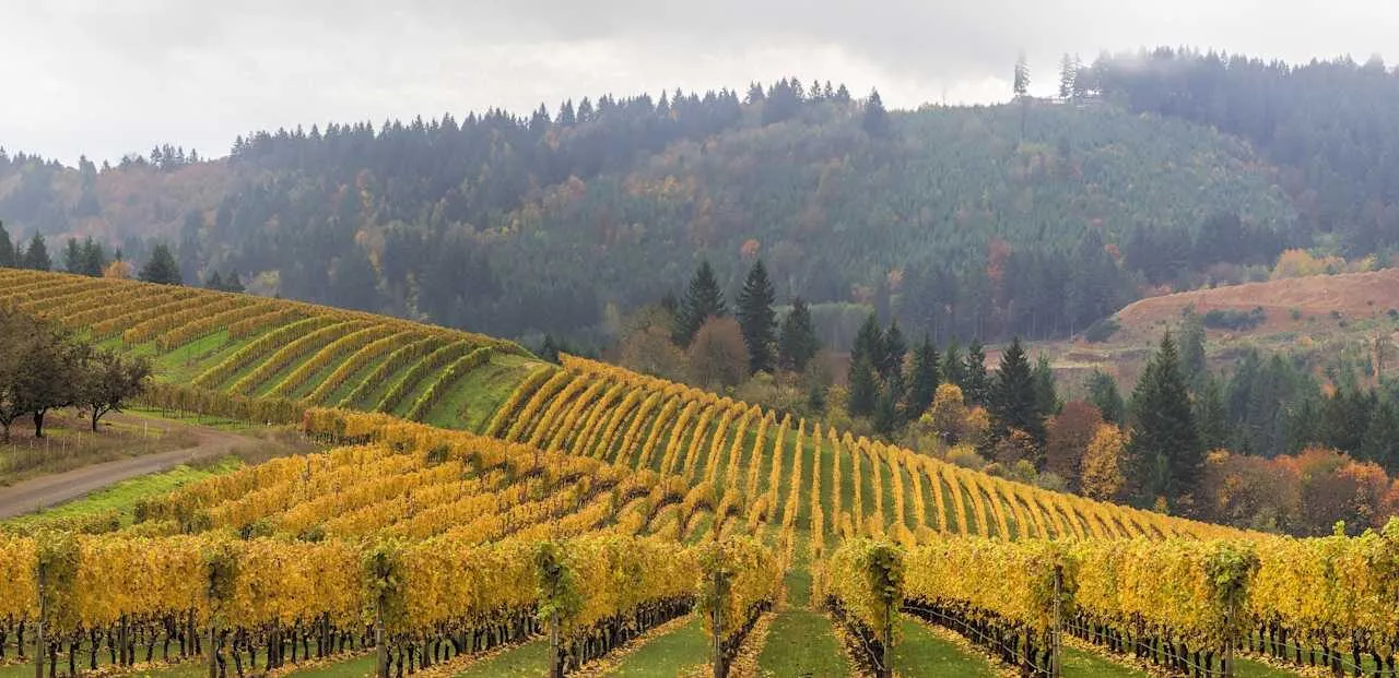 ROCO winery expands with the acquisition of Marsh Estate in Oregon